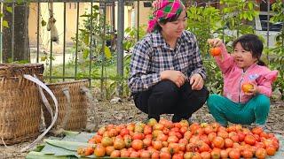 Harvesting tomatoes for sale - The life of a 16-year-old single mother living in the forest