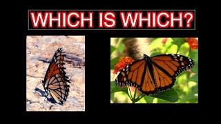 Monarchs and Viceroys: ID and 2 SURPRISES