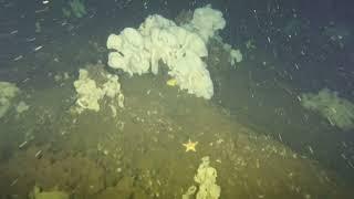 Rare Glass Sponge Reef Discovered