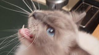 CUTE CATS MEOWING for 12 MINUTES