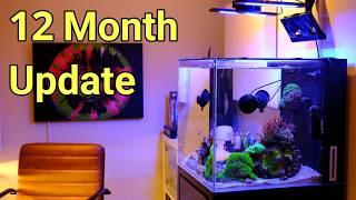 Cade Nano Reef Tank 12 Month Update | Anemone Regrets!