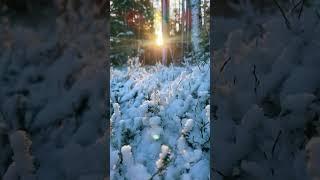 Озеро Красавица, Зеленогорск