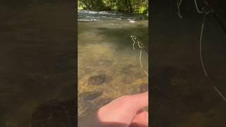 Massive Native Coastal Cutthroat Dry Fly Eat!!