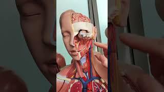 Carotid arteries #anatomy