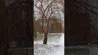 Опять метель. #жодино #беларусь #новыйгод #меладзе