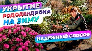 УКРЫТИЕ РОДОДЕНДРОНОВ НА ЗИМУ | КАК УКРЫВАТЬ РОДОДЕНДРОН | ПОДГОТОВКА И УКРЫТИЕ НА ЗИМУ