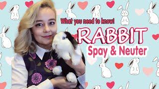 Watch BEFORE Getting Your Rabbit Spay/Neutered