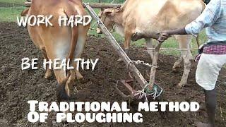 #traditional method of plowing the farm with oxen