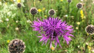 Wildflower Meadows I’ve Created in the Last 10 Years - 4K