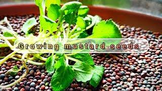 "Growing Mustard seeds: From Seed to Harvest" @Naturessign