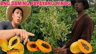 Nakakain ito??? Nahihinog na mga papaya sa gubat  Ano kaya itong nahukay namin ito