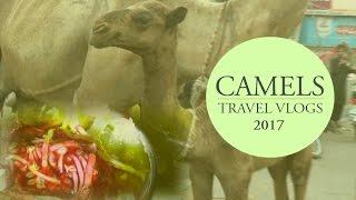 Camels in Pakistan - Travel Vlog 2017 by Diary Vlogs | Asmar Hussain