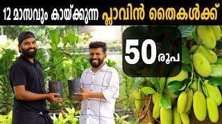 വർഷം മുഴുവൻ കായ്ക്കുന്ന പ്ലാവിൻ തൈകൾക്ക് 50 രൂപ മാത്രം!!!