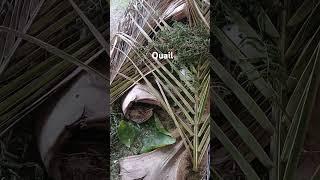 #Quail #homesteading #quail_entertainment #quailfarming #hawaii