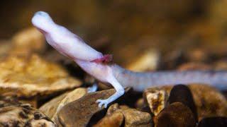 The Olm - Animal of the Week