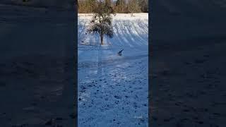 Гірка канікули #сніг #канікули #2024 #зима #snow #tiktok #reels #top #drive #video #shorts #short