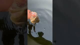 Big Bass Release and Dive #fishing #beginnerfishing #bassfishing #short