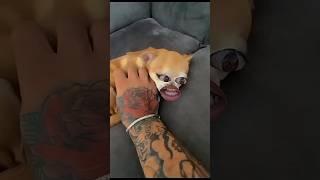 Dogs funny video  || Doing Kuchi Kuchi to my chihuahuas