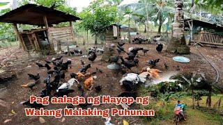 Maliit na Pamumuhunan sa Pag aalaga ng Hayop Using Available Resources sa Housing at Pakain