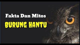 Mitos Dan Fakta Burung Hantu