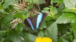 MESMERIZING BLUE STRIPED Butterfly Garden - Exotic Relaxed Mindfulness Creation Family Tranquility