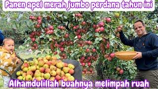 PERDANA‼️ PANEN APEL MERAH JUMBO || ALHAMDULILLAH HASILNYA MELIMPAH