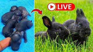 Live - Rabbit growth 1 To 19 Days | Baby Rabbits Grow Up Day By Day