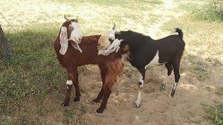 beautiful goats village video morning time animals thar