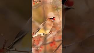 Winter birds on Mackinac Island. #mackinacisland #birds #wintervibes