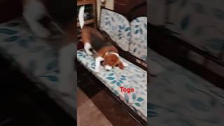 Beagle Dog#shorts #dog #gallifstreetpetmarket #cuteanimal #funny #cutepet #cute #galiffstreet