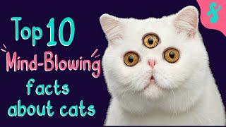  Top 10 Mind-Blowing Facts About Cats | Furry Feline Facts 