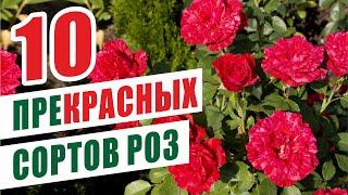 10 преКРАСНЫХ сортов роз)))