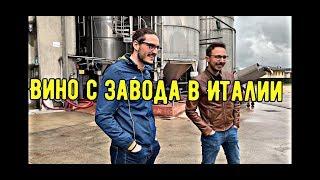 Пить ли недорогое итальянское вино?\\Кто и как делает вино для нас