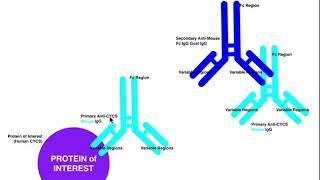 Biotechniques | General Theory of Western Blotting