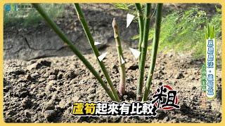 【恩農農法】蘆筍篇｜恩農農業