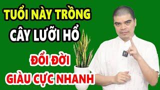 Tuổi Này Trồng Cây Lưỡi Hổ TIỀN VÀNG CHẬT KÉT Gia Chủ Phất Lên Như Diều Gặp gió CON CHÁU HƯỞNG LỘC