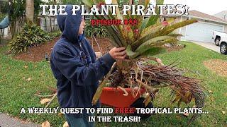 Finding FREE Tropical Plants in the Trash! The Plant Pirates Episode #88