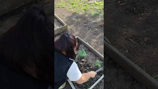 мульчируем опилками  #дача #садоводничество #огород #сад #обзордачи #мульча