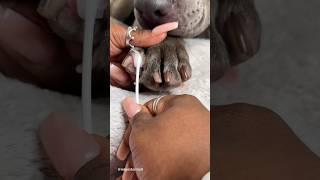 Getting Rid Of Itchy Paws ASMR #viral #shorts #doggrooming #asmr #satisfying #dogs #pet #dogbath