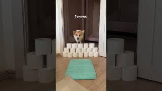 Соревнования между 2 корги / Корги и прыжки