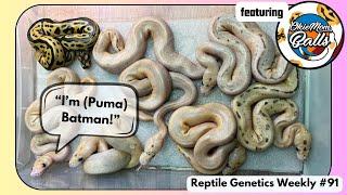 SEVEN Puma Batman Pythons with OkieMom Balls! - RGW Ep 91