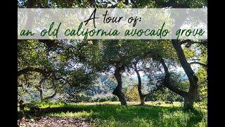 Old California avocado grove tour