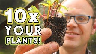 Budget Busting Plants: More Food For Free!