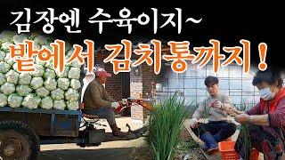 수육맛은 김장때가 제일! / 아무래도 저는 쉐프의 피가 흐르는듯? Gimjang, kimchi-making for the winter