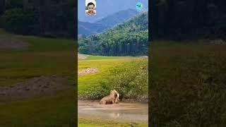 "The Fierce Hunt: Leopard Captures Prey by the Water's Edge "
