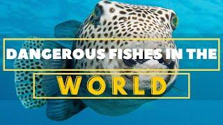 Top 10 Most Dangerous Fishes in the World | United Netizens