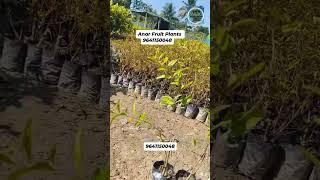 Anar fruit grafting#plants  |subscribe for more videos #trending #jsrnursery #shorts #trending