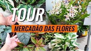 MERCADÃO DAS FLORES EM SÃO PAULO, VEM CONHECER, CANAL PLANTAS NA LAJE 