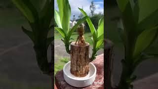 Brazil lucky wood plant  #brazil #plants #shorts