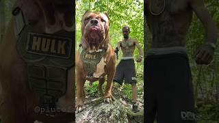 Biggest Pitbull in this World  || Aggressive Pitbull Hulk Huge Size Pitbull Dog  #shorts